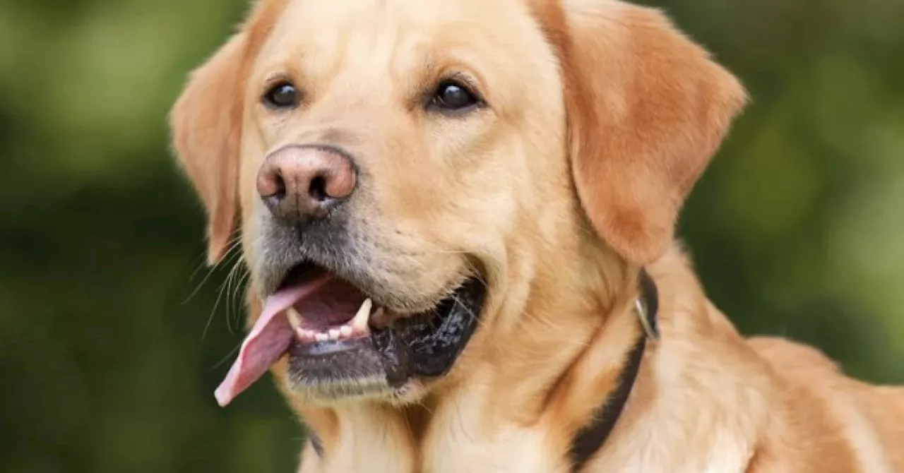 Therapy Animals Provide Comfort in Crisis Situations