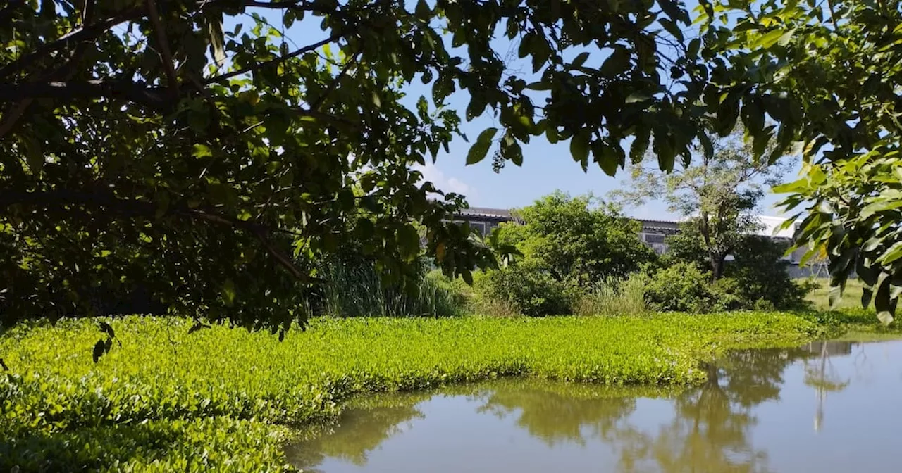 Ecoparque del Suroccidente: el regalo de Navidad de la comunidad de tres barrios al Distrito de Barranquilla