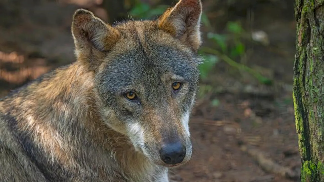 Vermisster Wolf an der Nieplitz: Verdacht auf Tötung