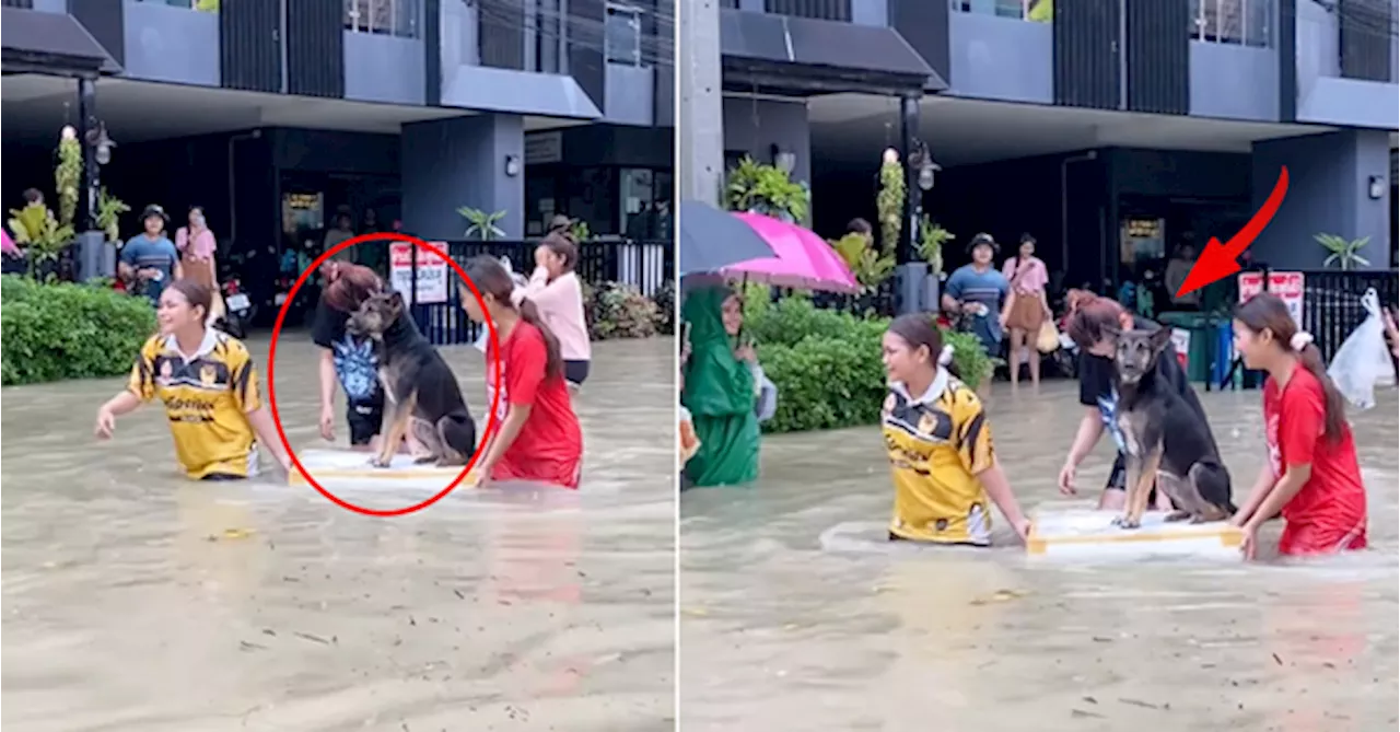 Dog Carried Like Royalty on Polystyrene Box During Thailand Floods