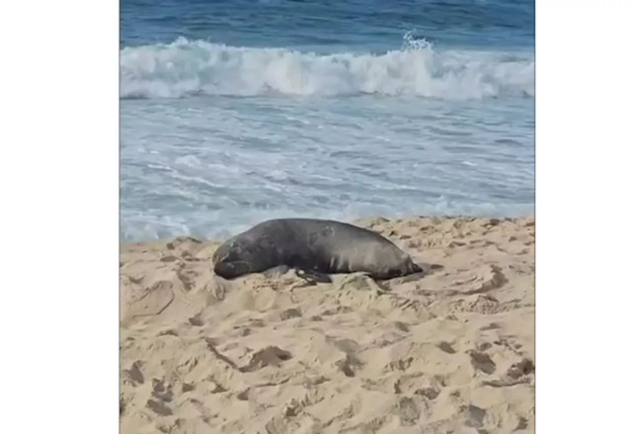 Lobo-marinho surge em Ipanema e vira atração na praia carioca