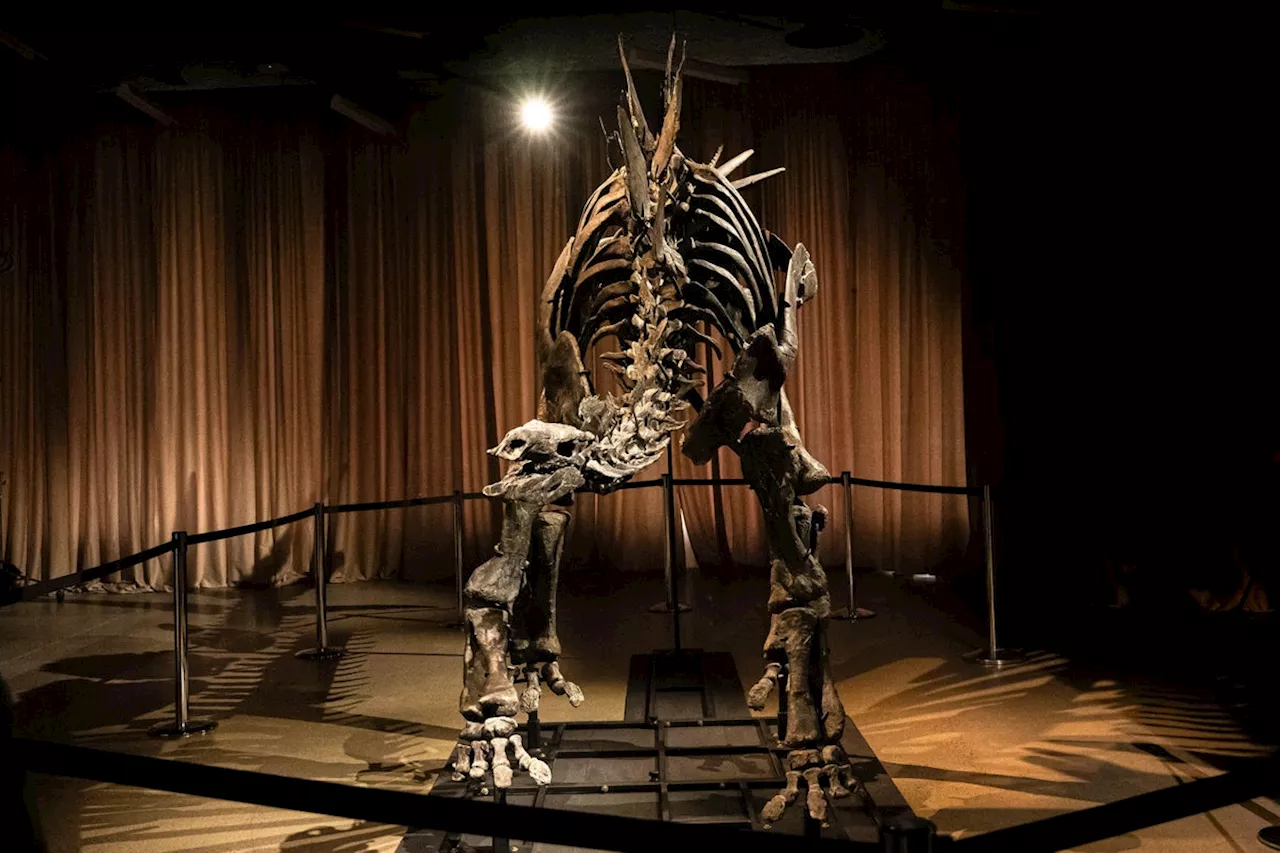 Record-Breaking Stegosaurus Fossil Apex Unveiled at American Museum of Natural History