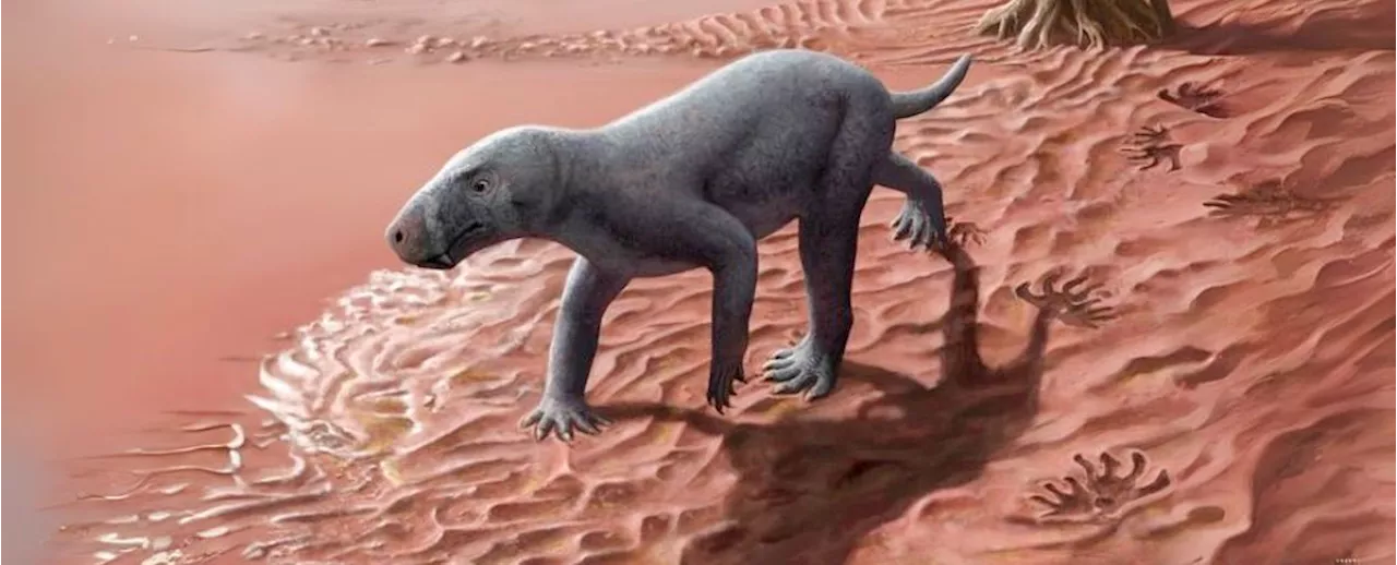 Dog-Like Predator's Bones Belong to Oldest Known Mammal Relative