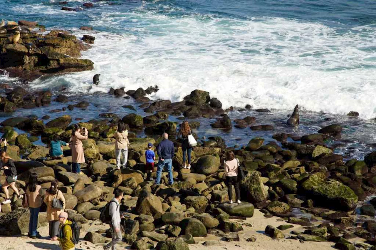 Balancing Beauty and Conservation at La Jolla Cove