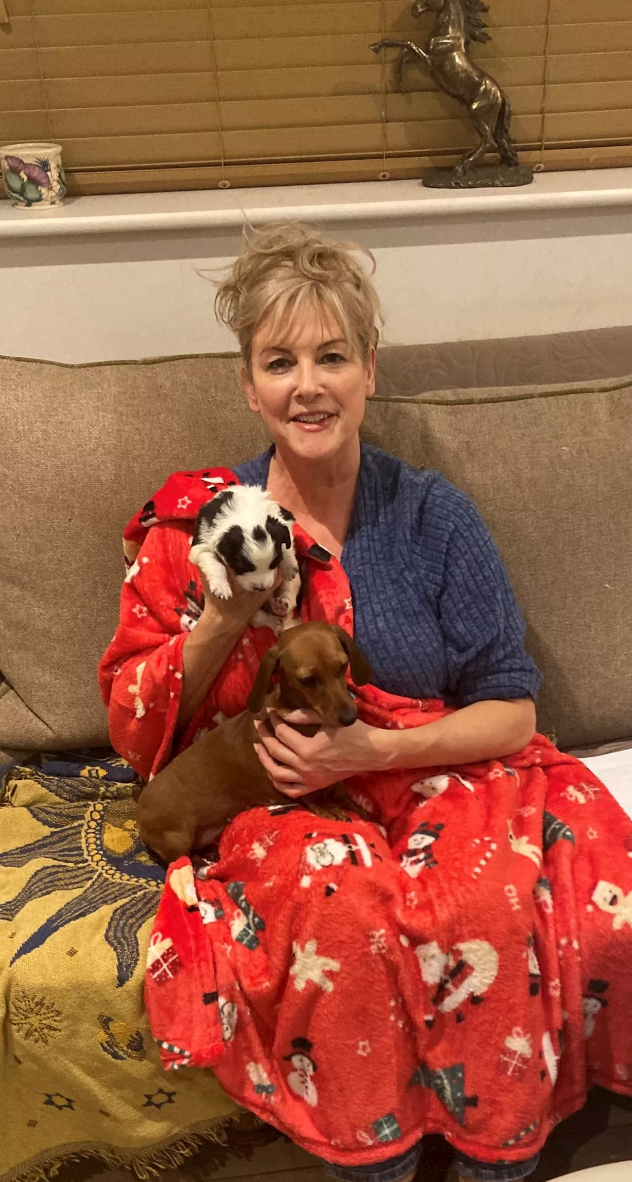 Puppies Spend Christmas in Loving Home After Mum's Emergency Caesarean