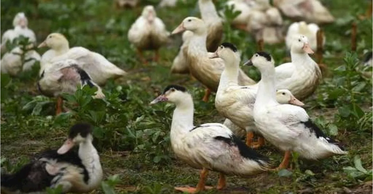 Noodtoestand in Californië door aanhoudende verspreiding vogelgriep