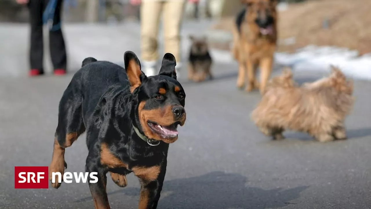 Hunde mit Gefährdungspotenzial in der Schweiz