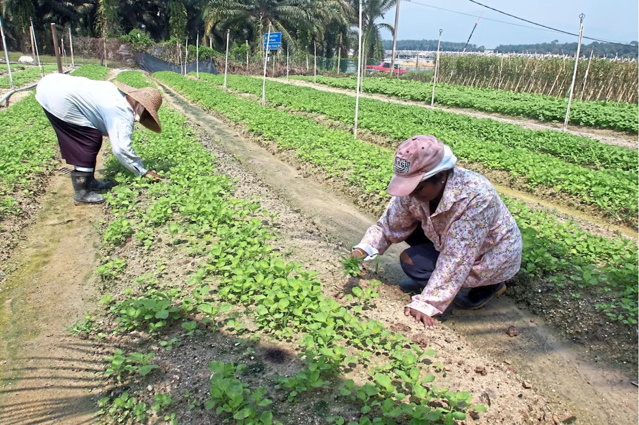 Farmers Slam Seed Quality Bill Over Lack of Transparency and Consultation