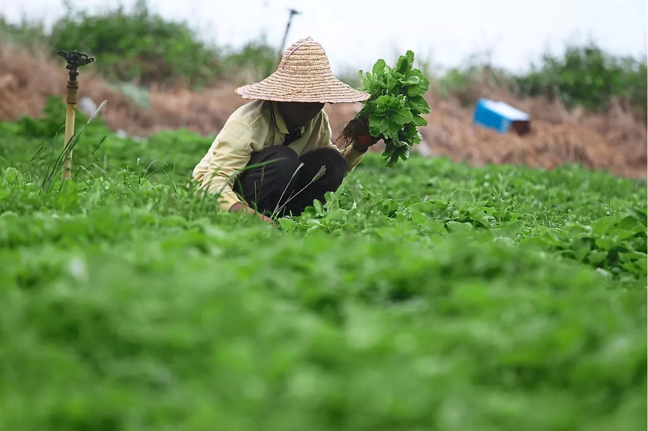 Malaysian Vegetable Farmers Urge Government for Stronger Support Amidst Climate Change