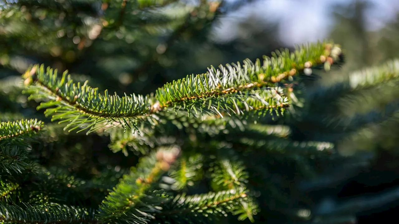 Polizei sucht Zeugen nach mutwilligem Tannenbaum-Diebstahl