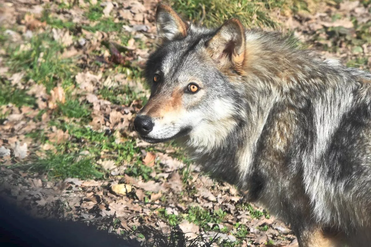 Préfecture de Lot-et-Garonne Anticipe L'Expansion du Loup