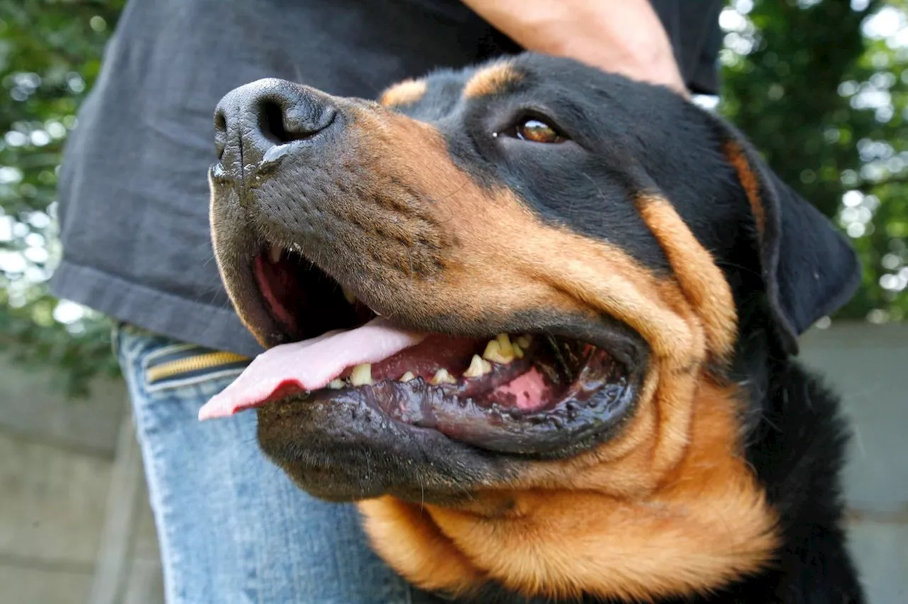 Zürich Verbietet Kauf von Rottweilern