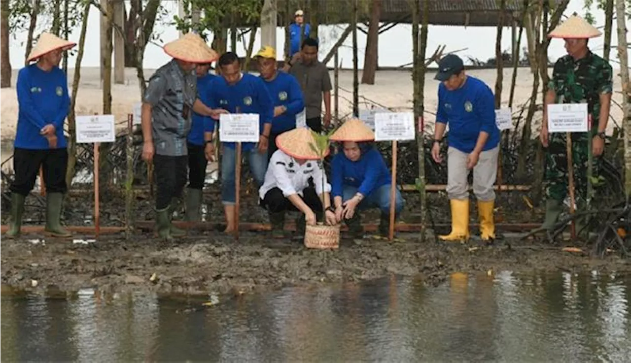 Bibit Mangrove Paus Fransiskus Ditanam di Sumatera Utara