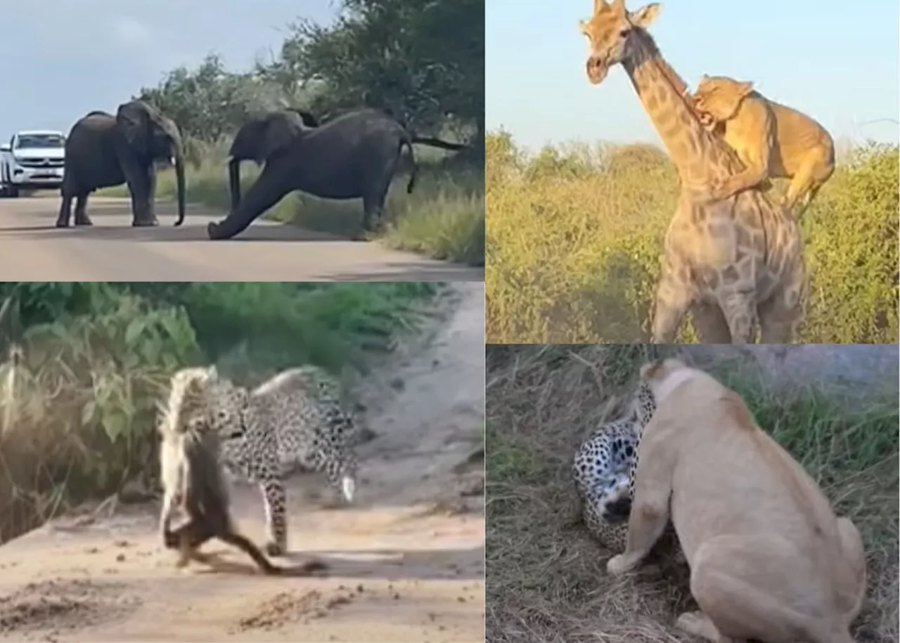 South African News Roundup: Wild Animal Sightings, Academy Award Nomination, and More