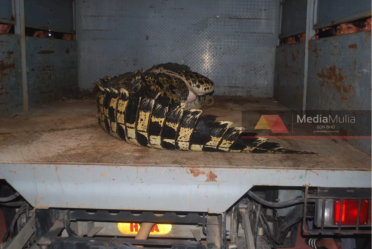 400kg Copper Crocodile Captured in Melaka After Six-Month Manhunt