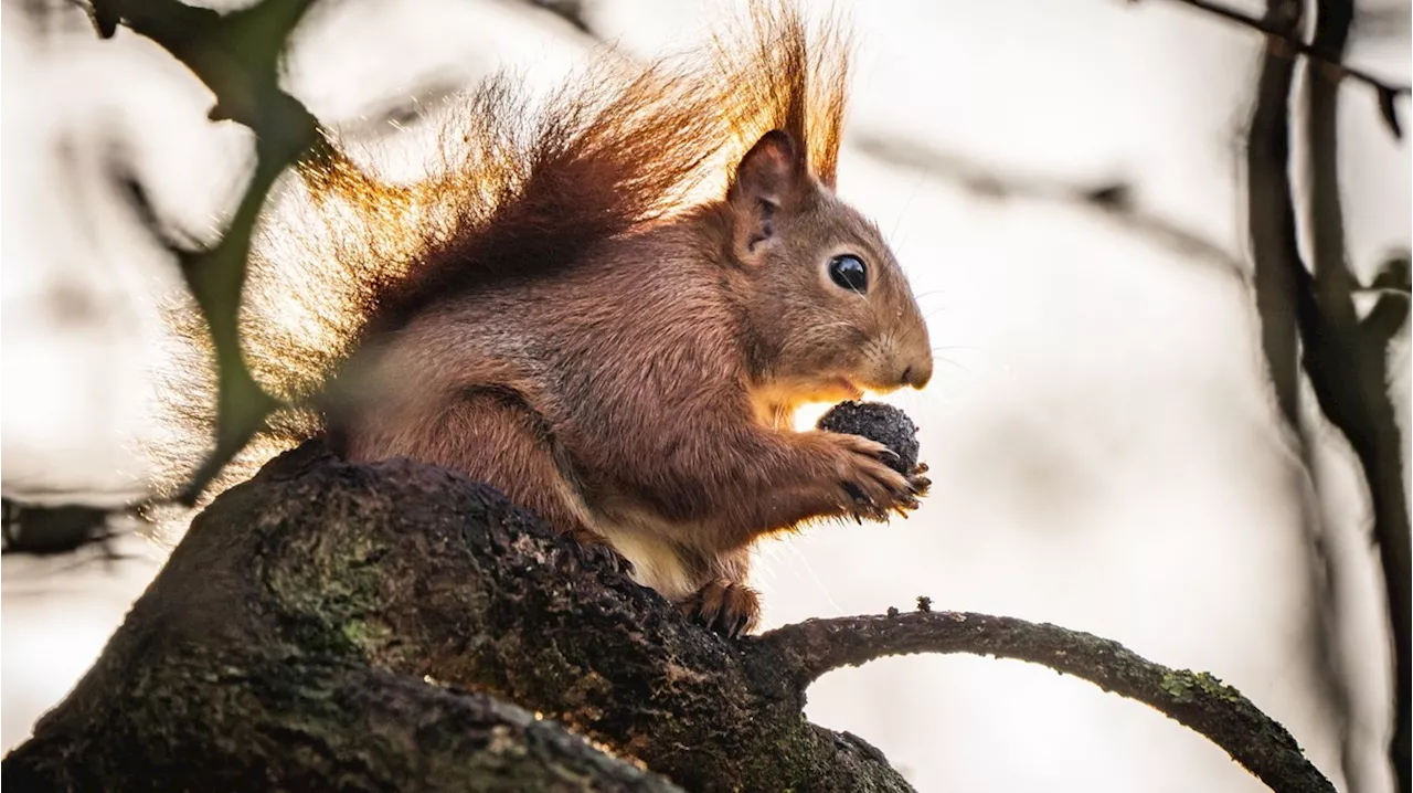 Wissenschaftler verblüfft: Eichhörnchen reagieren auf Umweltwandel mit Blutdurst