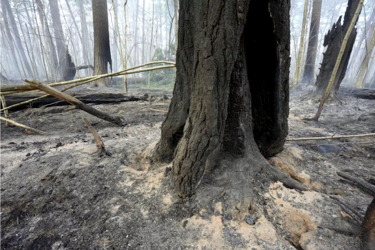 Massachusetts Wildfires Reach Record Acreage, But Fire Plays Natural Role in Ecosystem