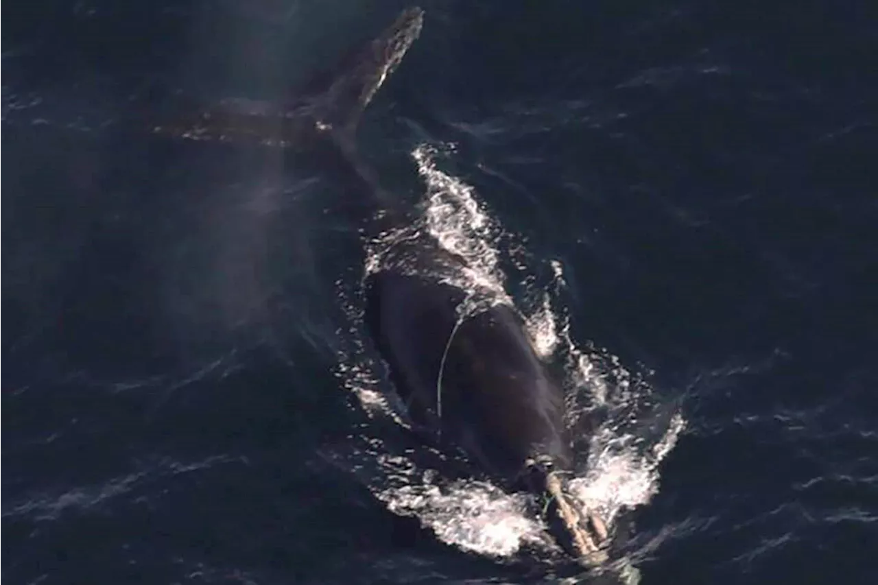 Two Endangered Whales Entangled in Fishing Gear Off Massachusetts