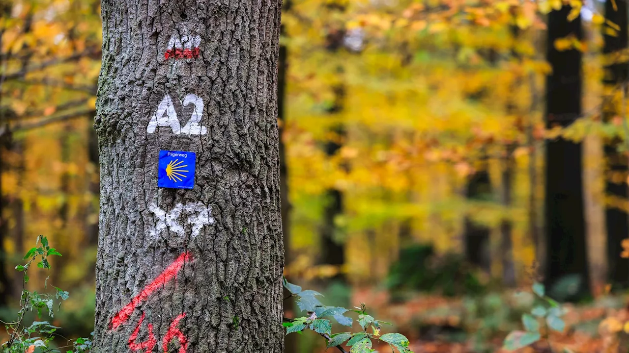 Landtag streitet über Nationalpark-Aus: Misstöne auch bei Schwarz-Grün