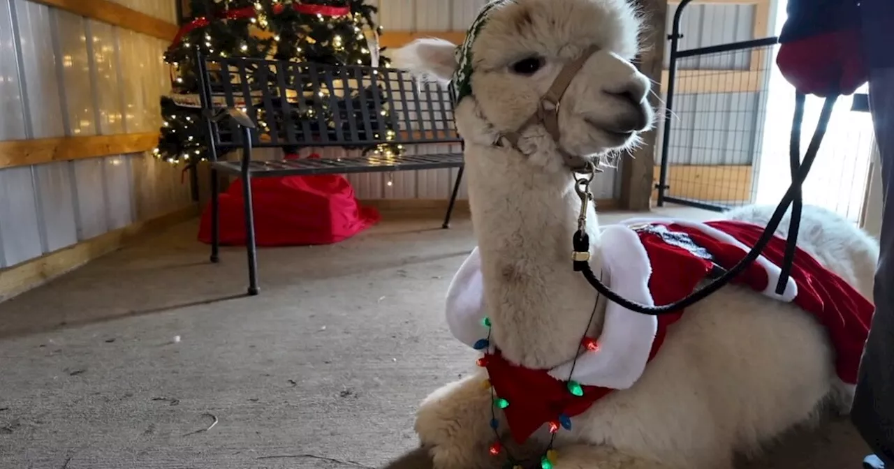 Christmas Lights and Alpacas: A Unique Holiday Experience at Abundant Joy Farm