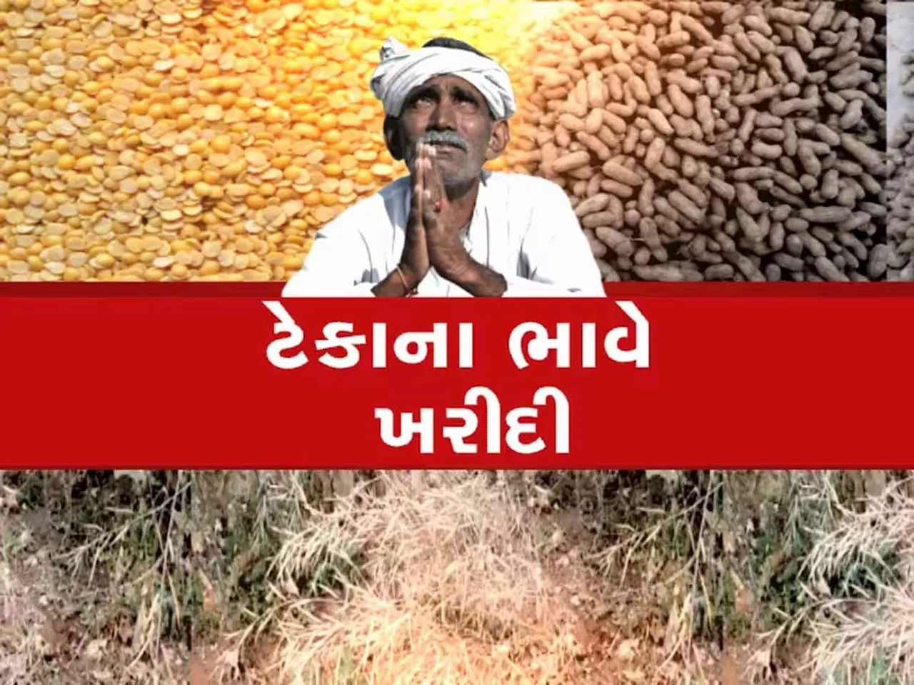 ગુજરાતમાં ઘઉંની ટેકાના ભાવે ખરીદી