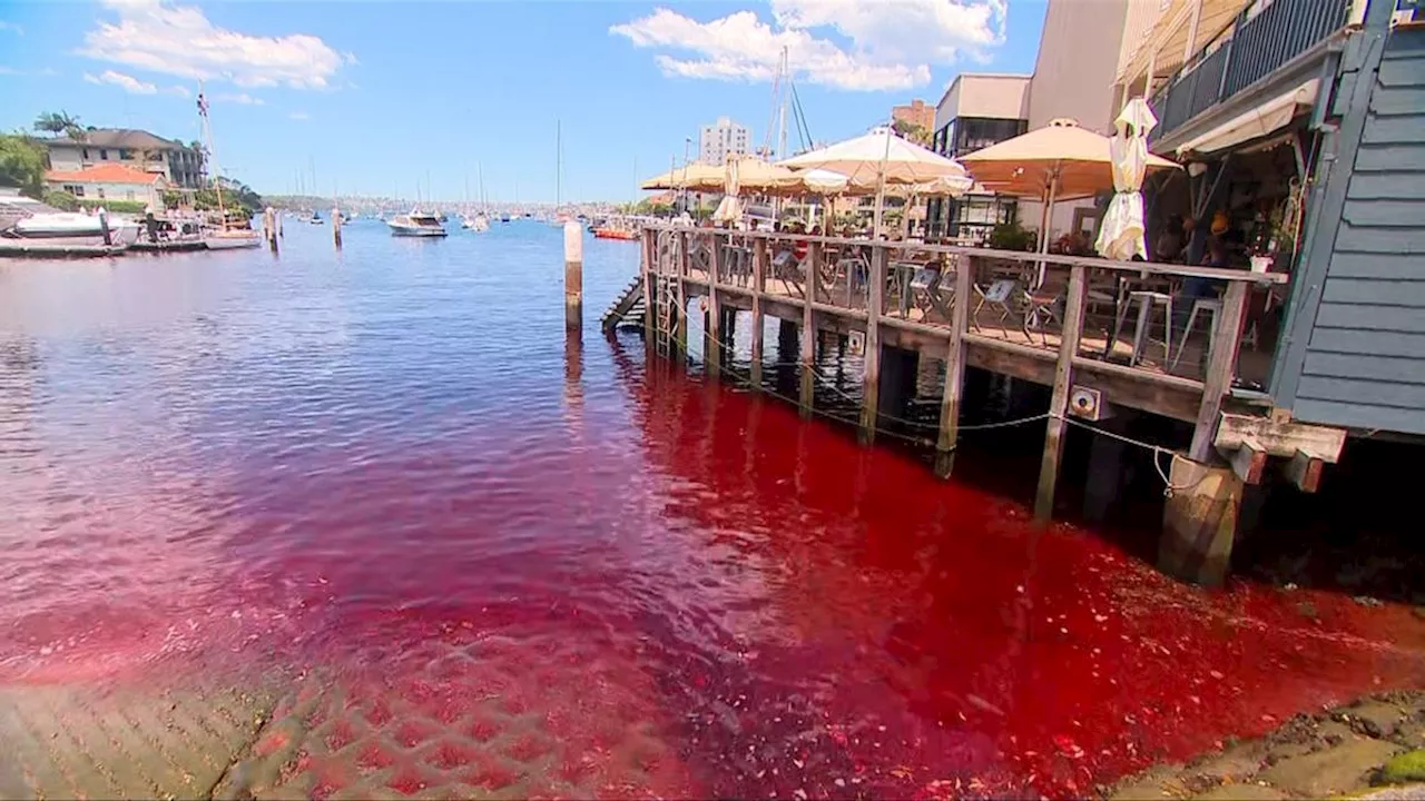 Sydney Harbour water mysteriously turns blood-red: ’Not been able to find the source’