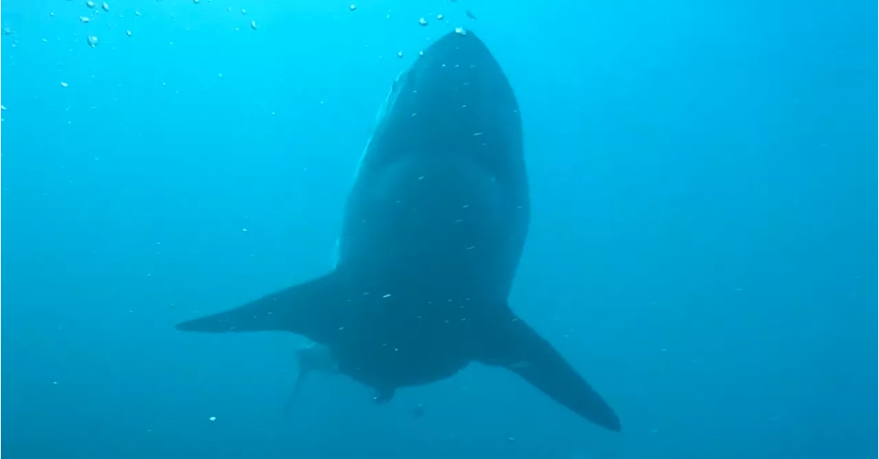 Man rushed to hospital after shark attack off Queensland coast