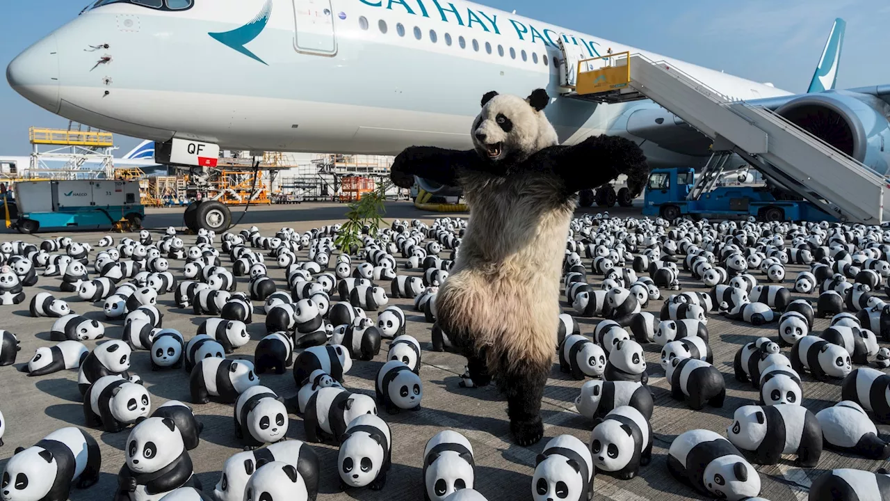 Hong Kong launches panda sculpture tour as the city hopes for tourism boost