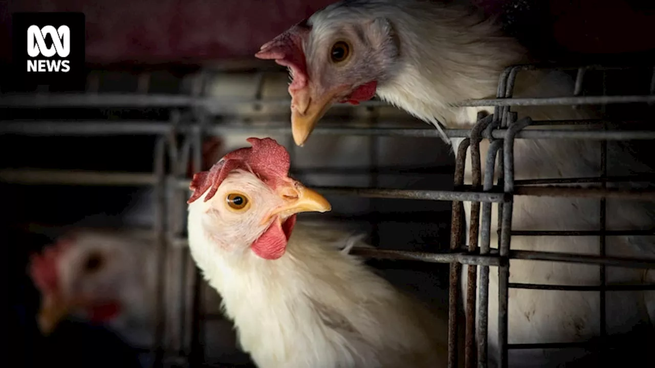 Australia Remains Unaffected by H5N1 Bird Flu, Could Set Global Surveillance Standards