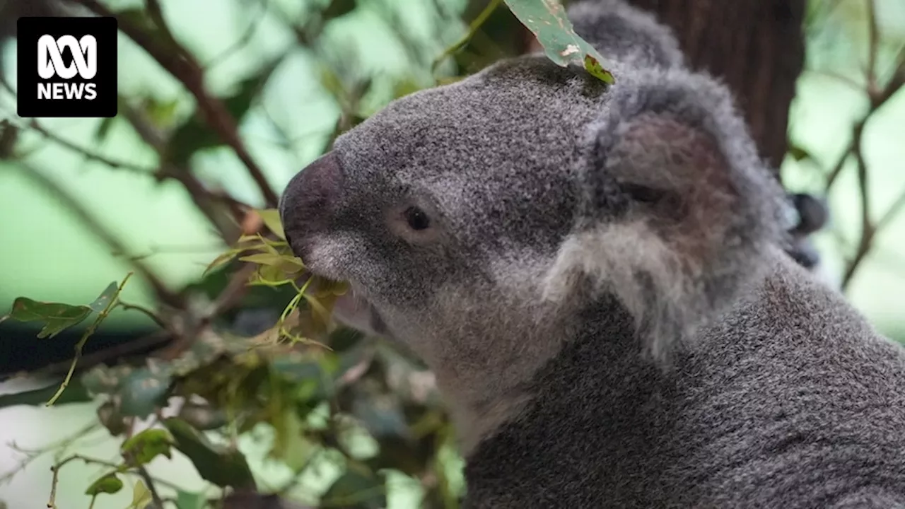 Genome map created by University of Sydney researchers reveals where koalas are most at risk in eastern Australia