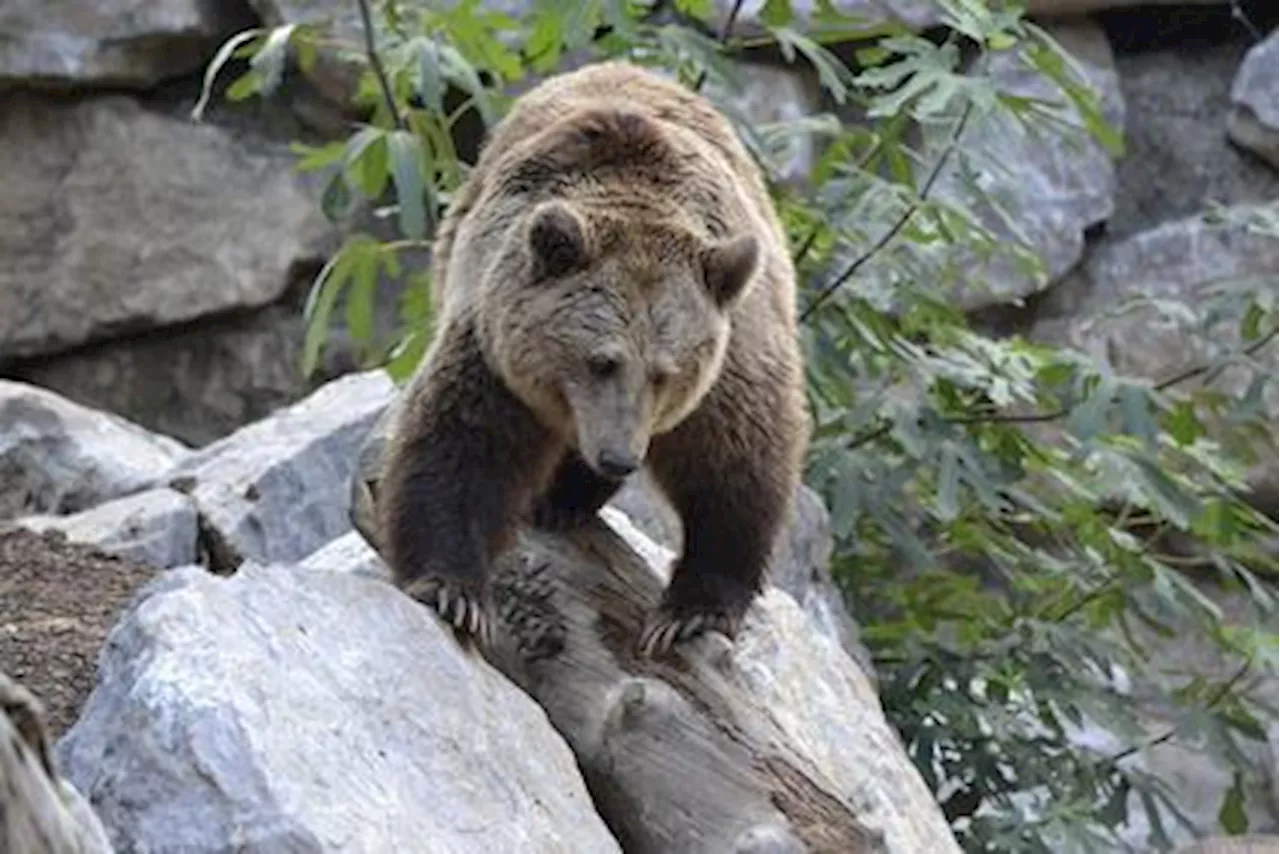 Orso M91 abbattuto in Trentino, era stato classificato 'pericoloso'