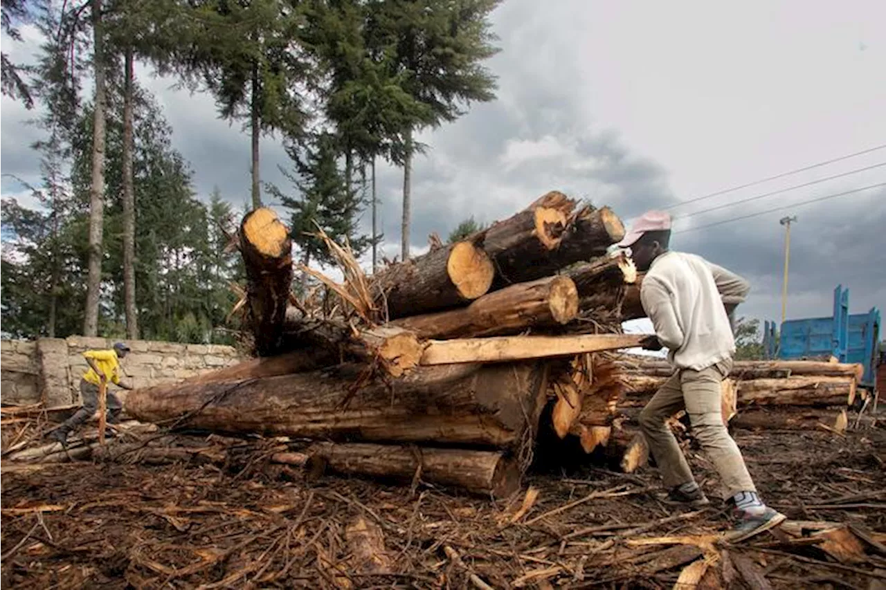 Nuovo round di negoziati sulla deforestazione, si cerca un'intesa