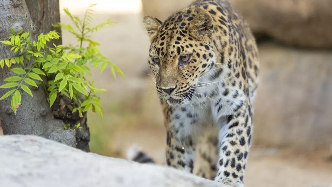 Critically endangered leopard dies at age 21 in California zoo