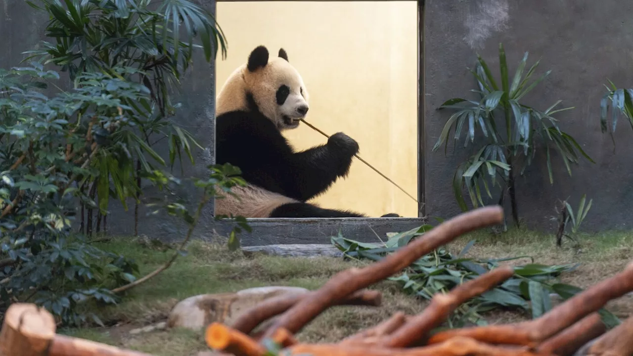 Hong Kong launches panda sculpture tour as the city hopes the bear craze boosts tourism