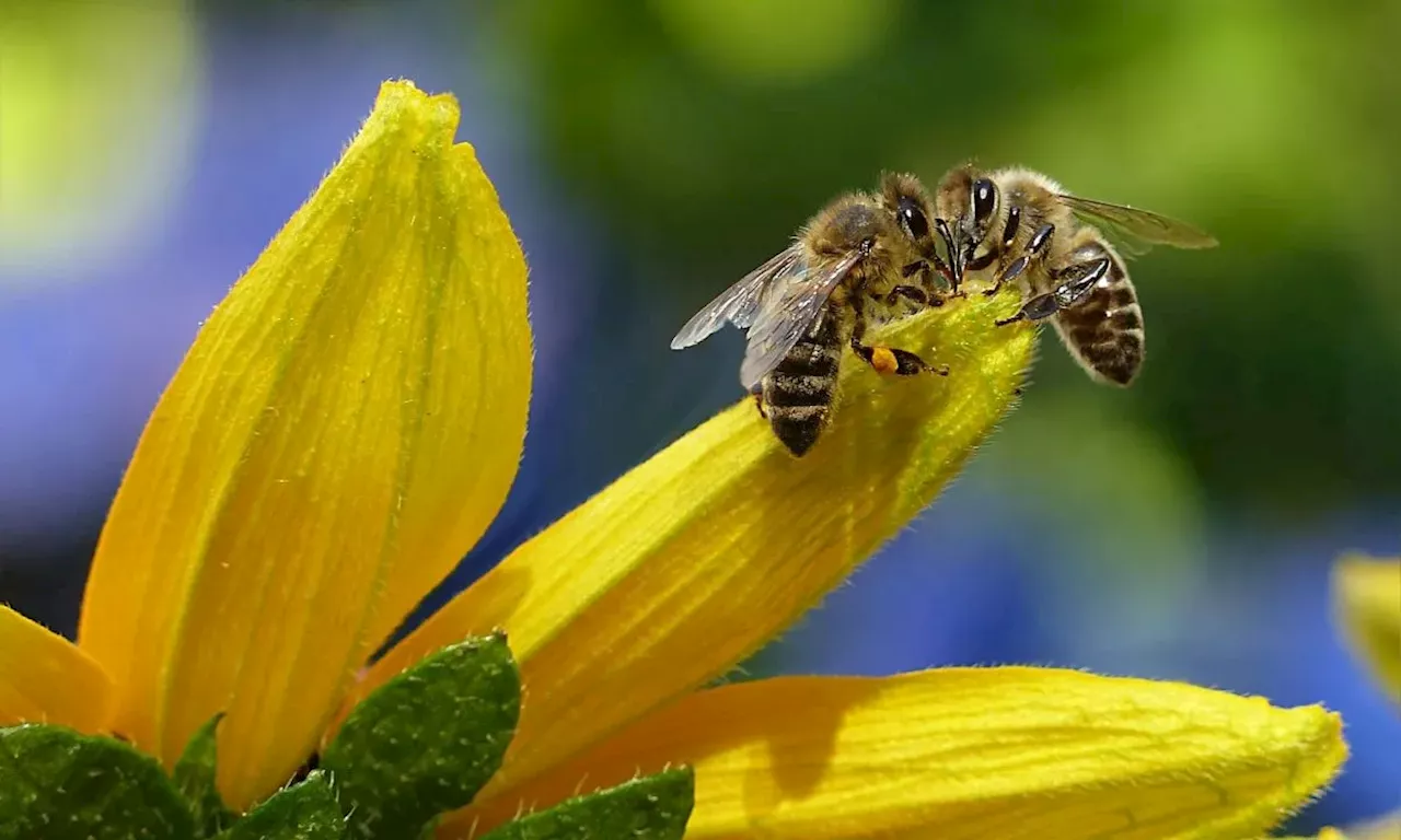 Cuerpo de Bomberos de Floridablanca Crea Un 'Hotel' Para Abejas