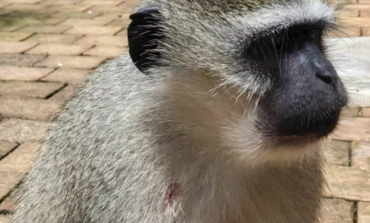 Rise in Vervet Monkey Shootings on North Coast Sparks Outrage