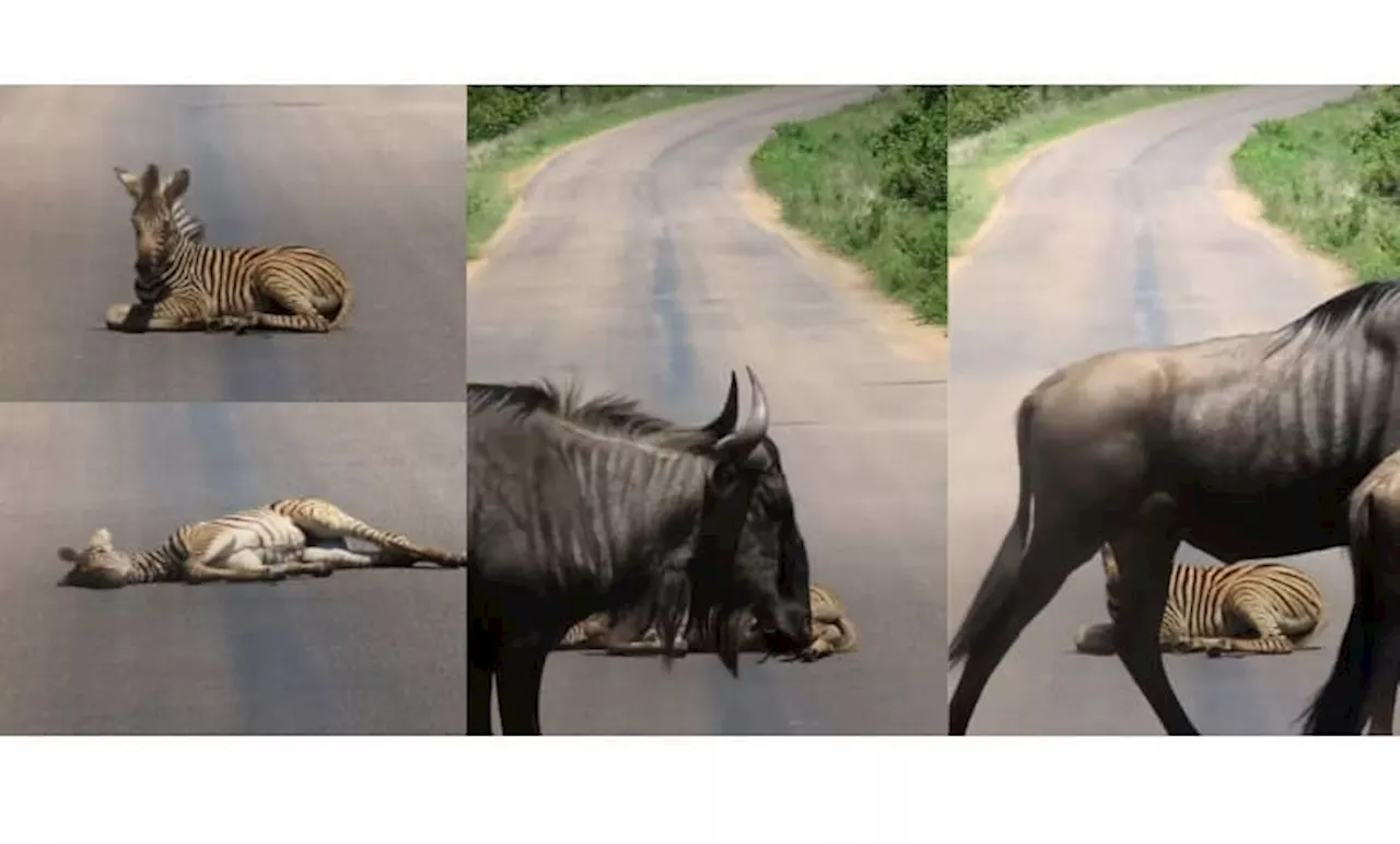 Wildlife Uses Zebra Crossings in Literal Sense in Kruger National Park