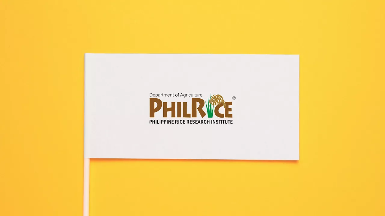 PhilRice pushing for sale of half-cup rice in bid to cut yearly 255K MT wastage