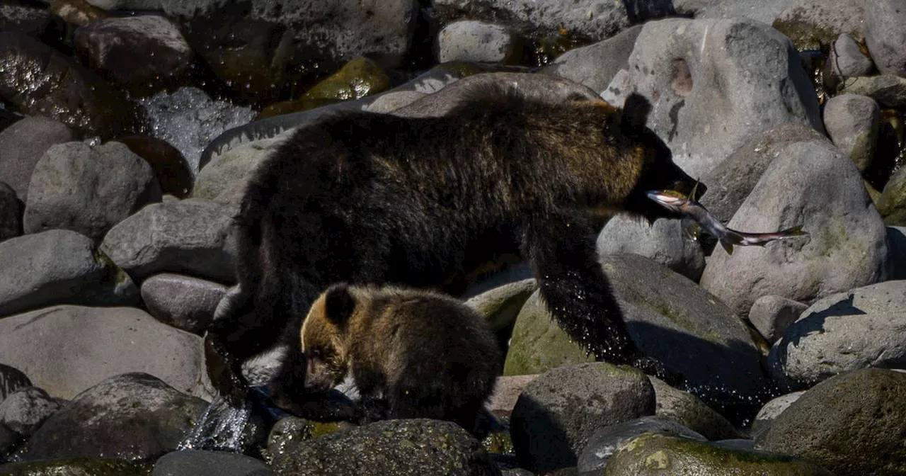 Bear rampaging through Japanese supermarket for 2 days is lured out with honey, then killed