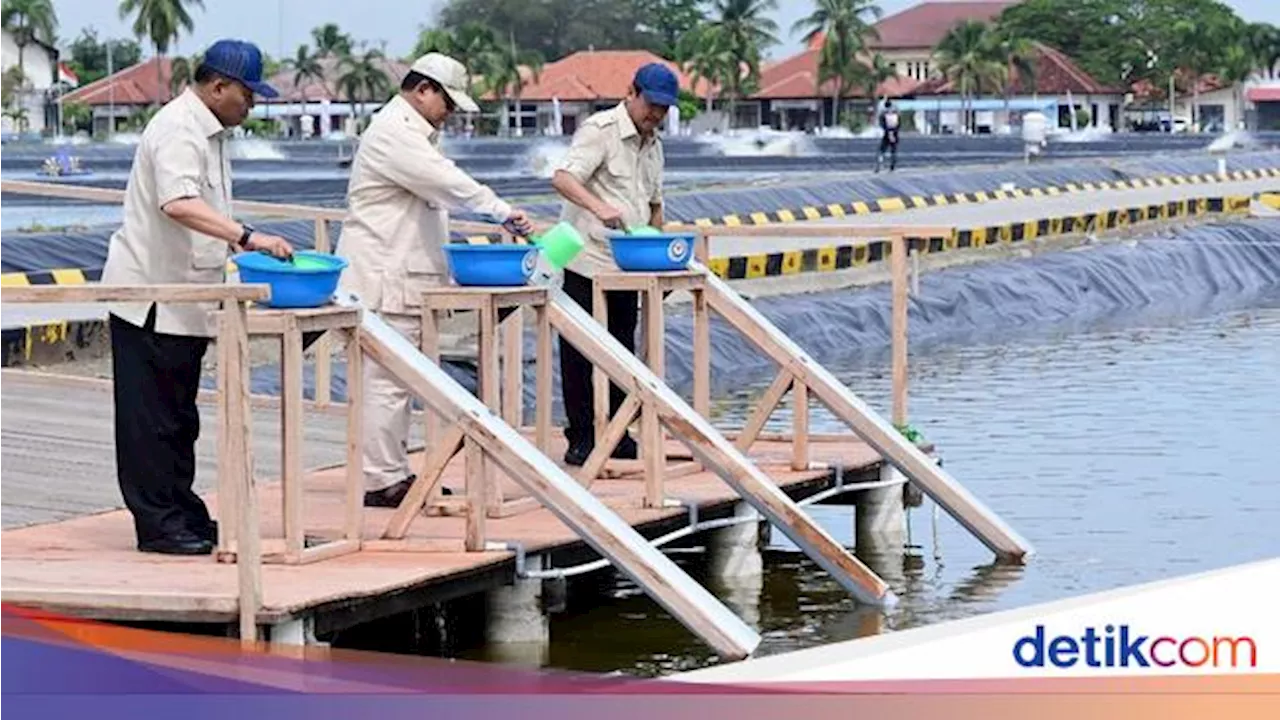 Prabowo Kunjungi Tambak Ikan Nila di Karawang, buat Pasok Makan Bergizi Gratis