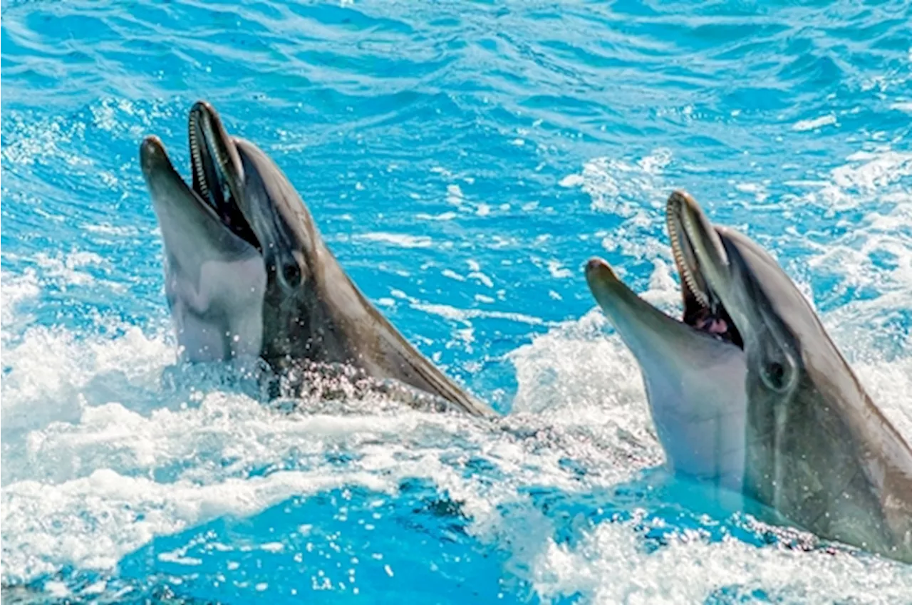 Do Dolphins Really Smile? Researchers Uncover the Truth Behind Their Expressions