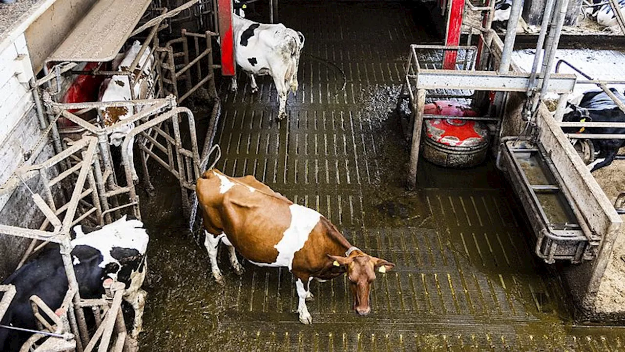 Boeren, Zuivelbedrijven en Banken Werken aan Plan om Mestcrisis te Oplochen Door Koeienafstoting