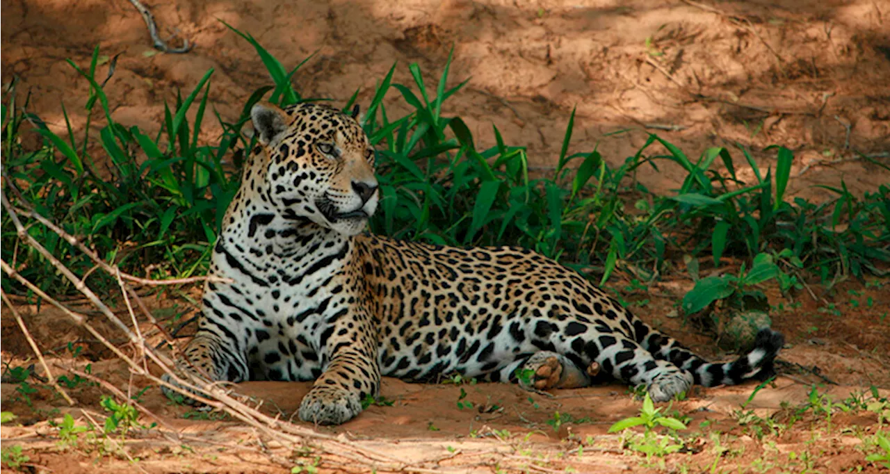 Hábitats del jaguar en A. Latina: un activo de hasta US $4 billones anuales