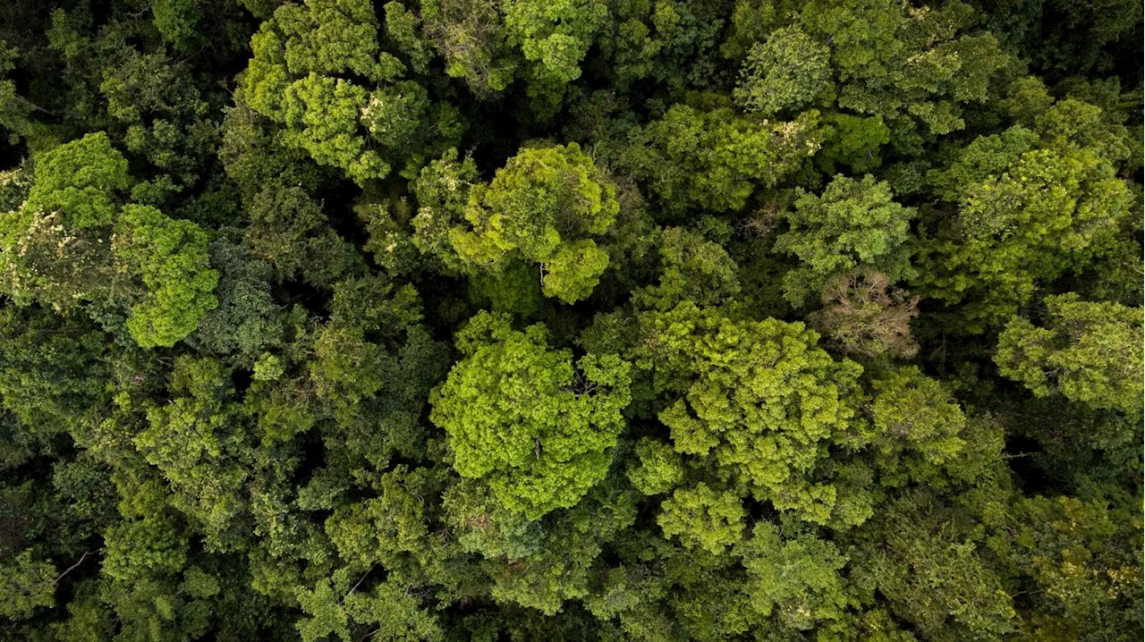 Real Climate Action: How Carbon Credits Are Saving Rainforests