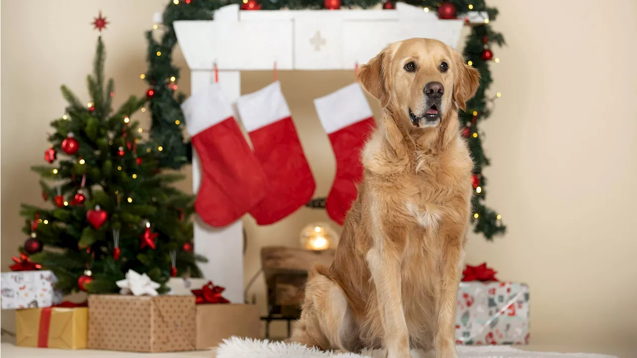 Tierisches Christkind - Hast du schon einen tierischen Wunsch erfüllt?