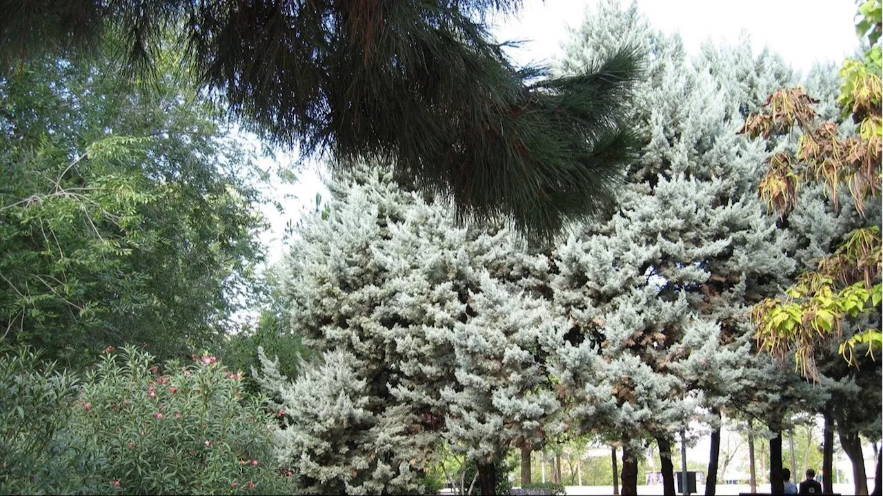 El Ayuntamiento de Coslada Inicia la Plantación de 100 Nuevos Árboles