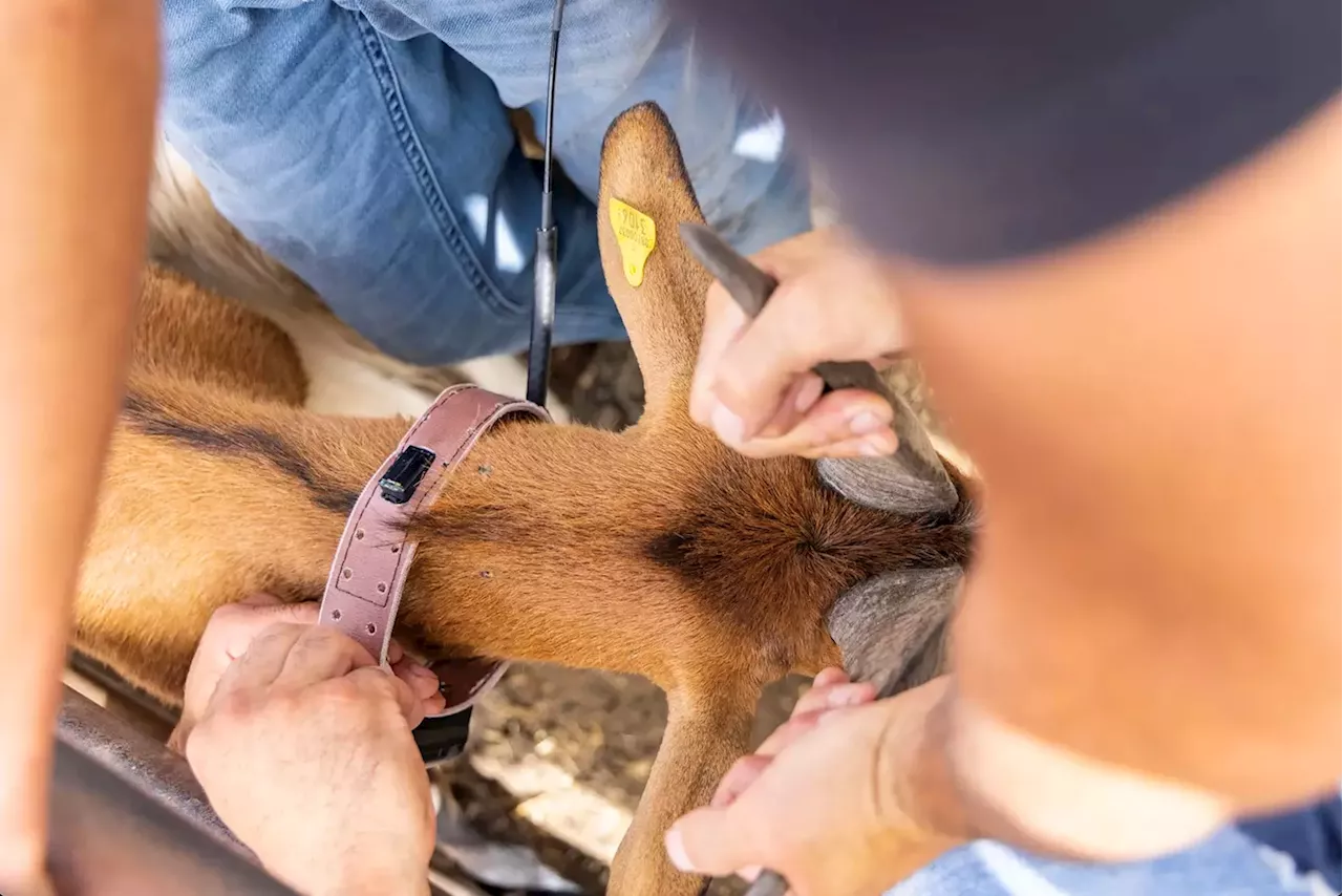 Dogs, goats, birds join space-based system to predict earthquakes, volcanoes