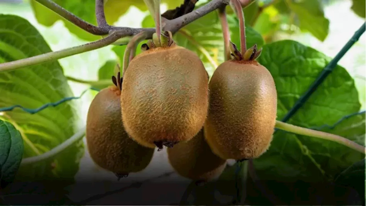 घर की बालकनी या गार्डन में भी उगा सकते हैं Kiwi Plant, यहां जानि‍ए पूरा प्रॉसेस