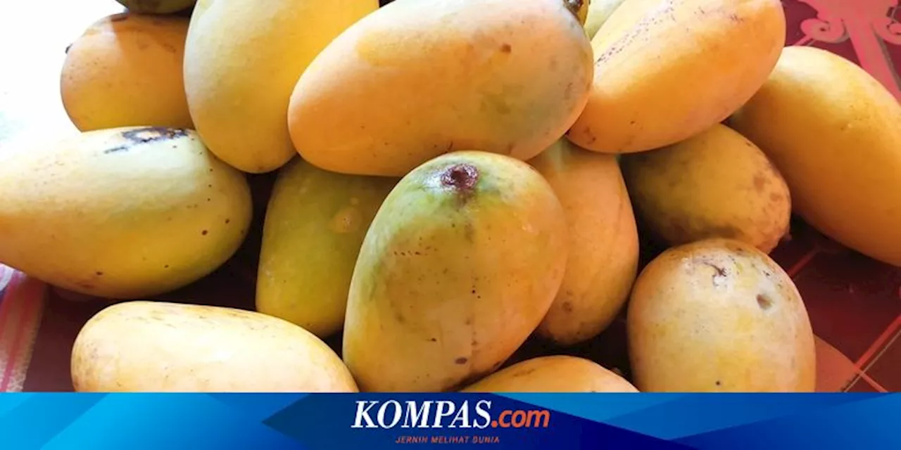 Lagi Musim Mangga, Ini Cara Simpan Mangga dengan Benar