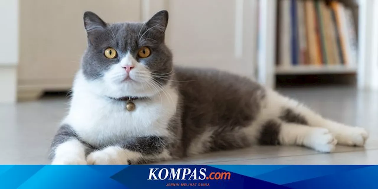 Mengeong Kucing: Apakah Hal Ini Sesuatu yang Menarik perhatian Pemilik?